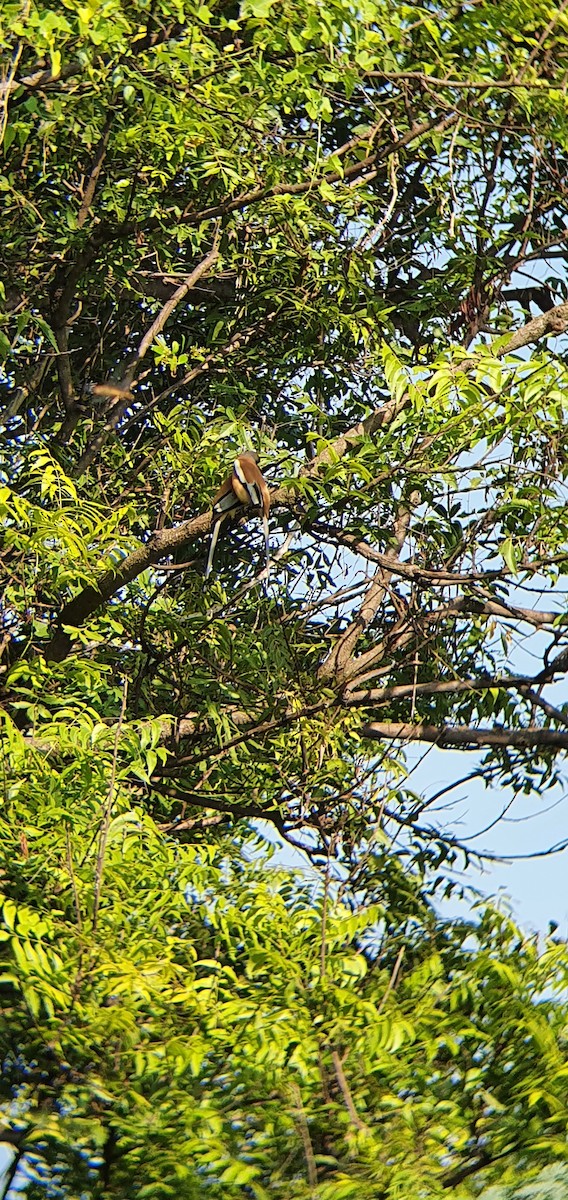Rufous Treepie - ML398824231