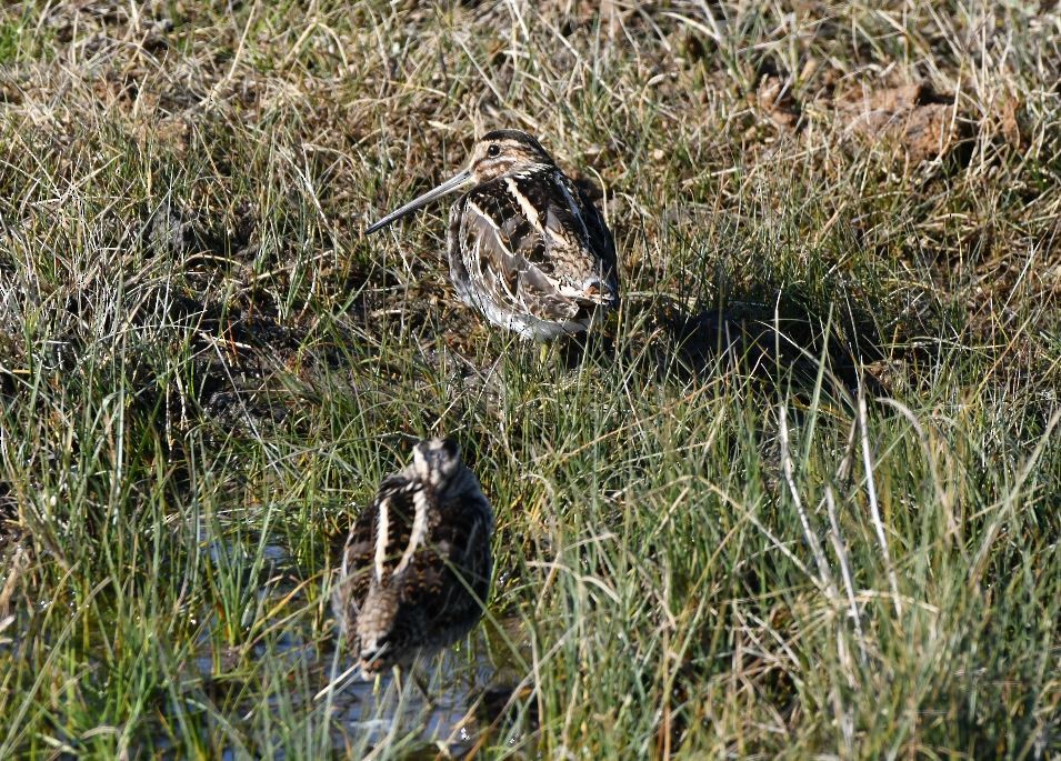 Common Snipe - ML398824811