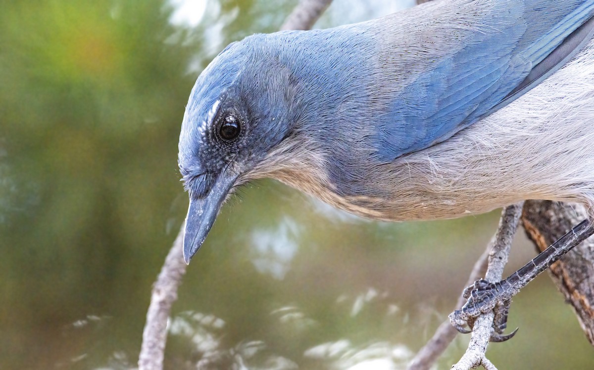 Woodhouse's Scrub-Jay - ML398824851