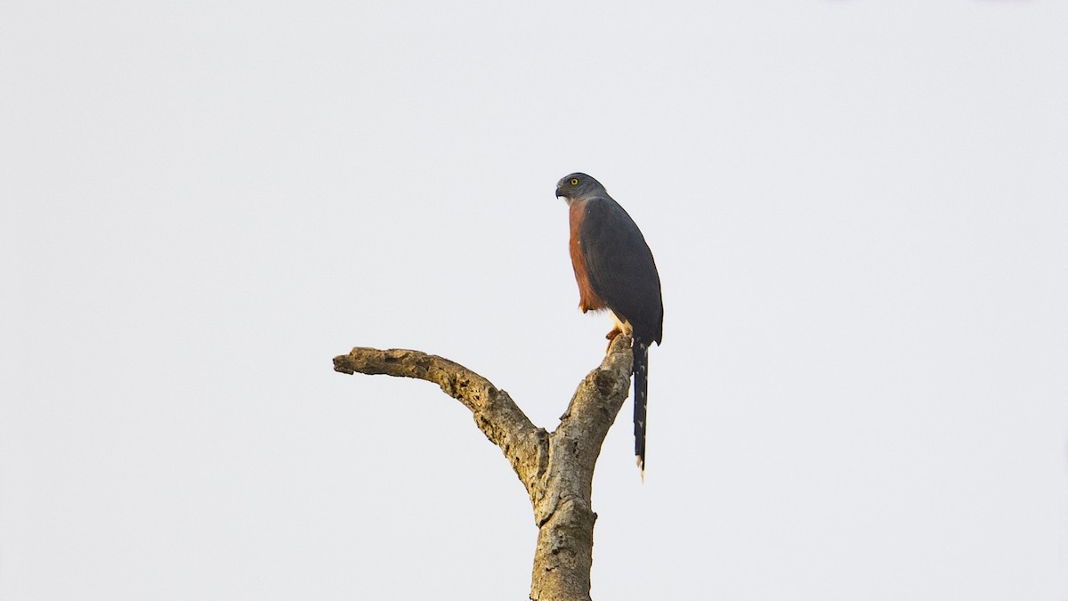 Long-tailed Hawk - James Livaudais