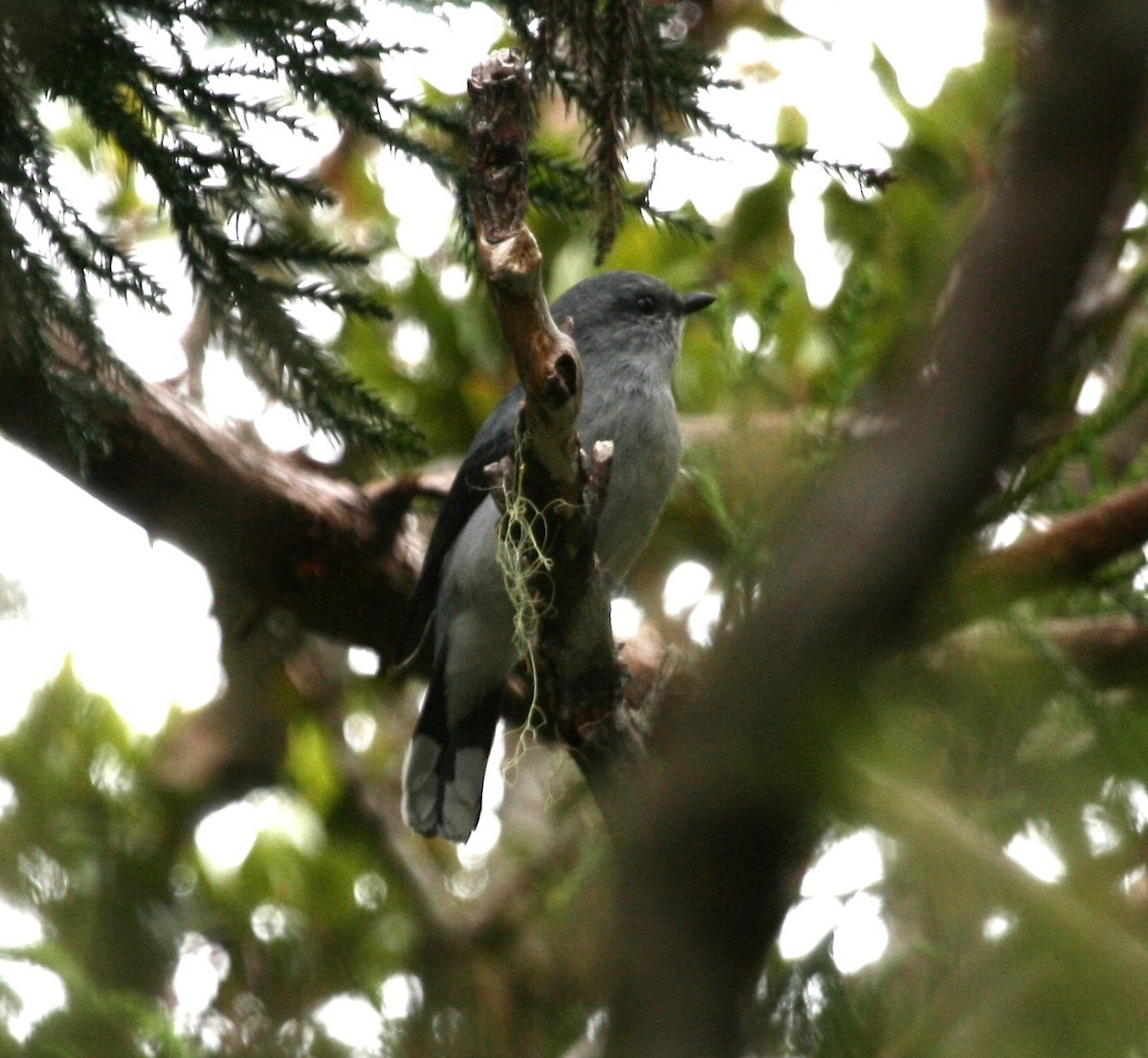 Reunion Cuckooshrike - David Stejskal