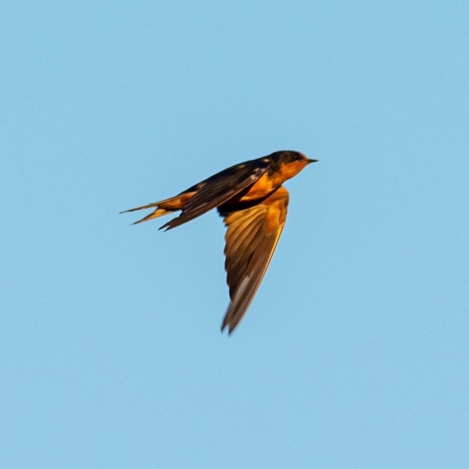 Barn Swallow - Carlos Rossello