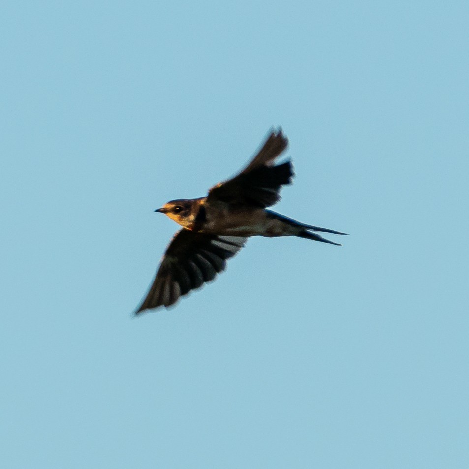 Barn Swallow - Carlos Rossello