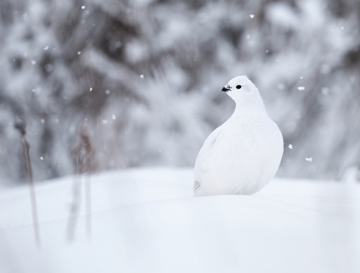 Willow Ptarmigan - ML398826861