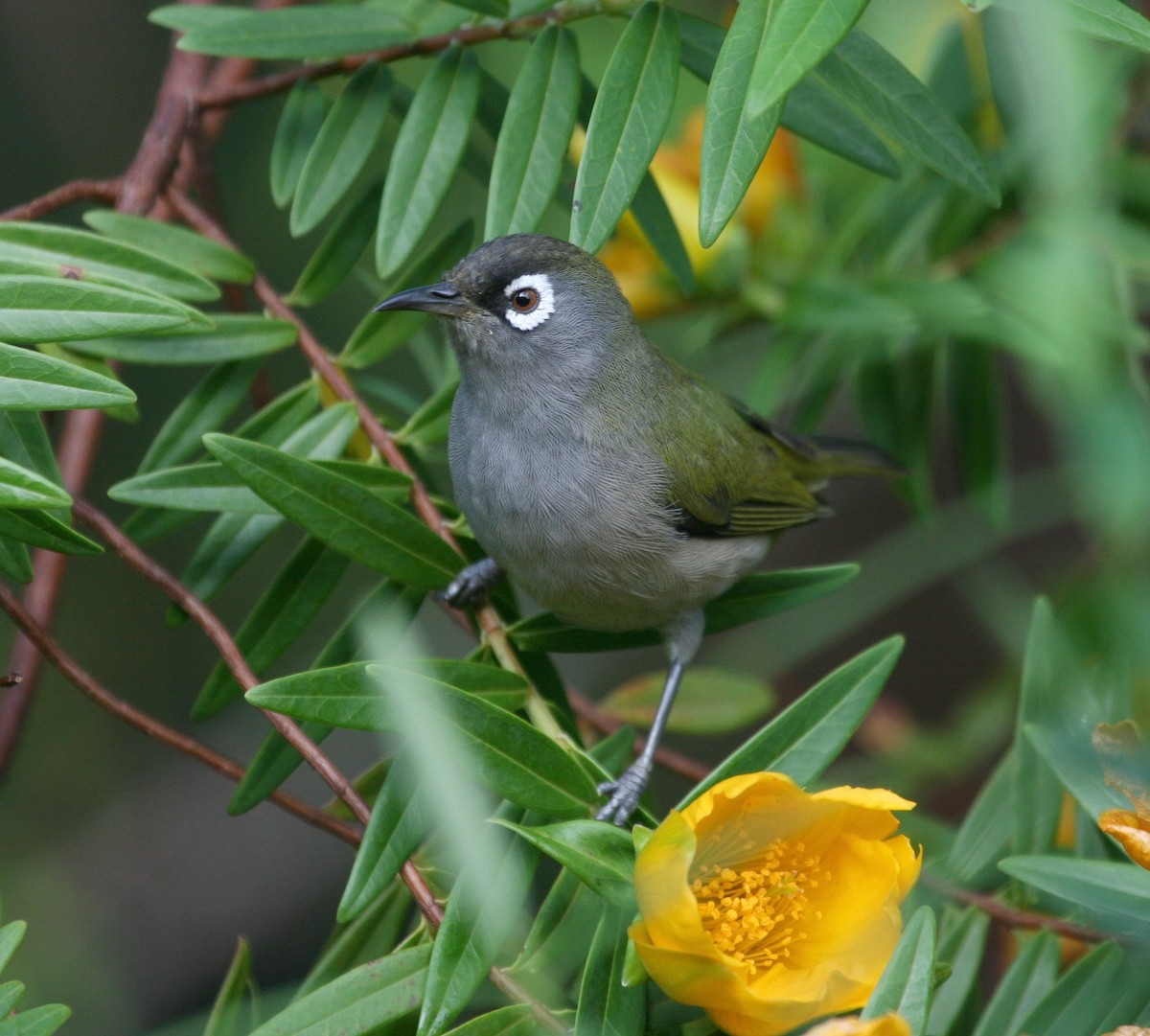 Reunion White-eye - David Stejskal