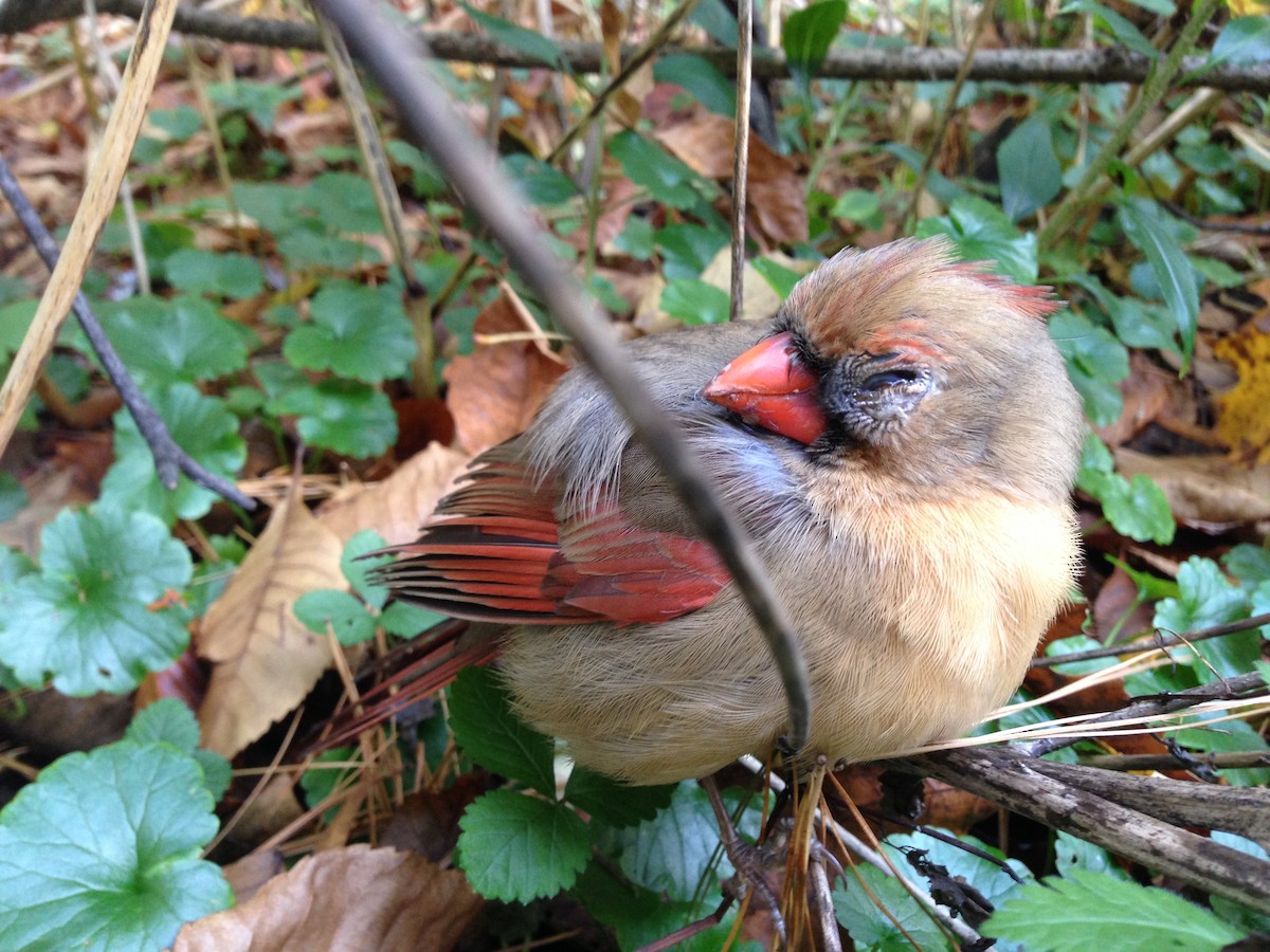 Northern Cardinal - ML39882791