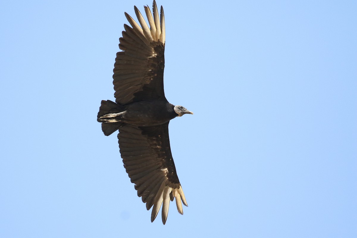 Black Vulture - Xiaoni Xu