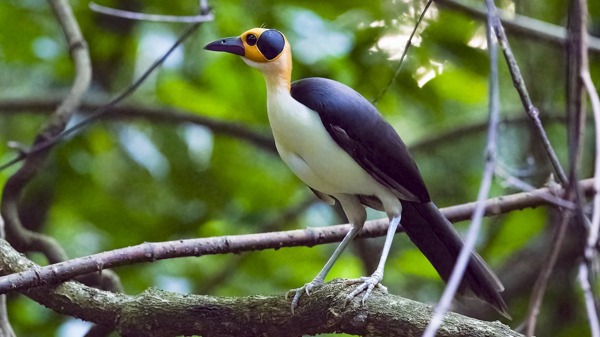 White-necked Rockfowl - ML398829021