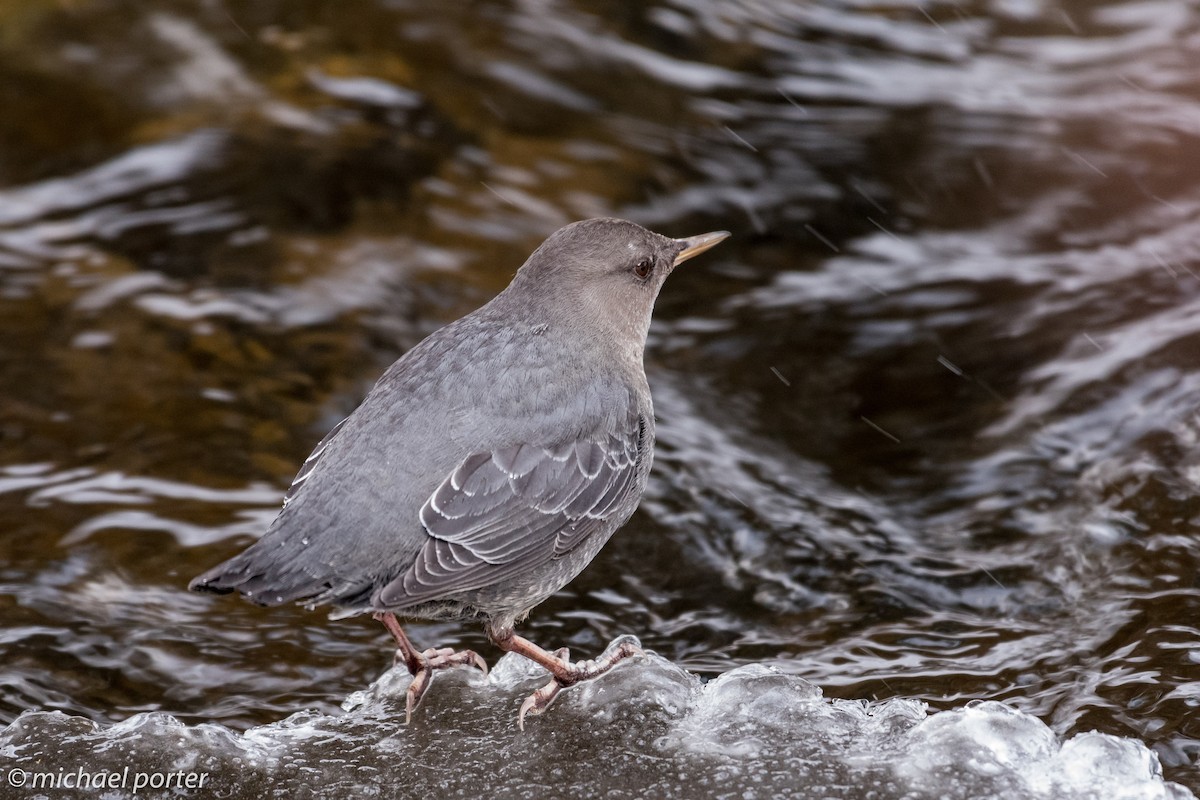 American Dipper - Michael Porter