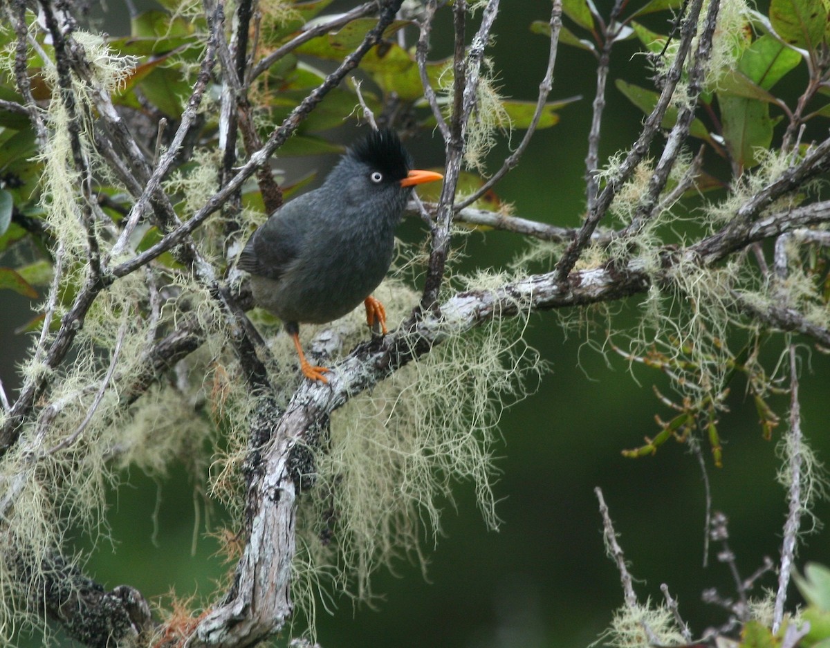 Bulbul de Reunión - ML39883071