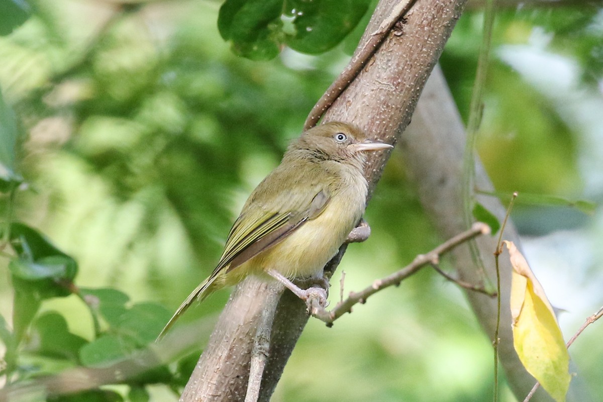 Verdillo Paticlaro (grupo flavipes) - ML398830721