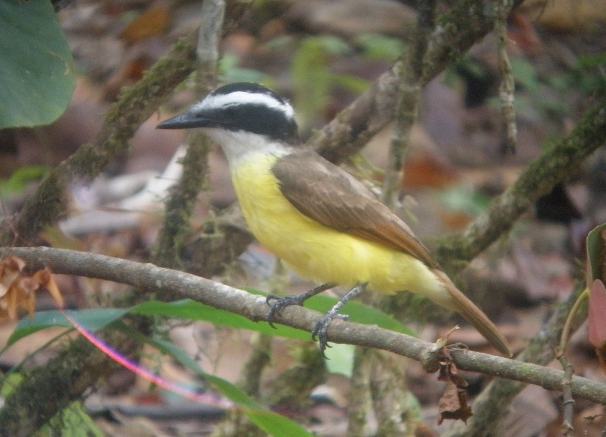 Great Kiskadee - ML398831201