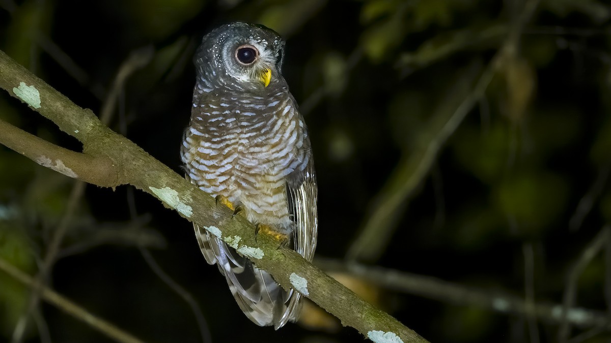 African Wood-Owl - ML398831331