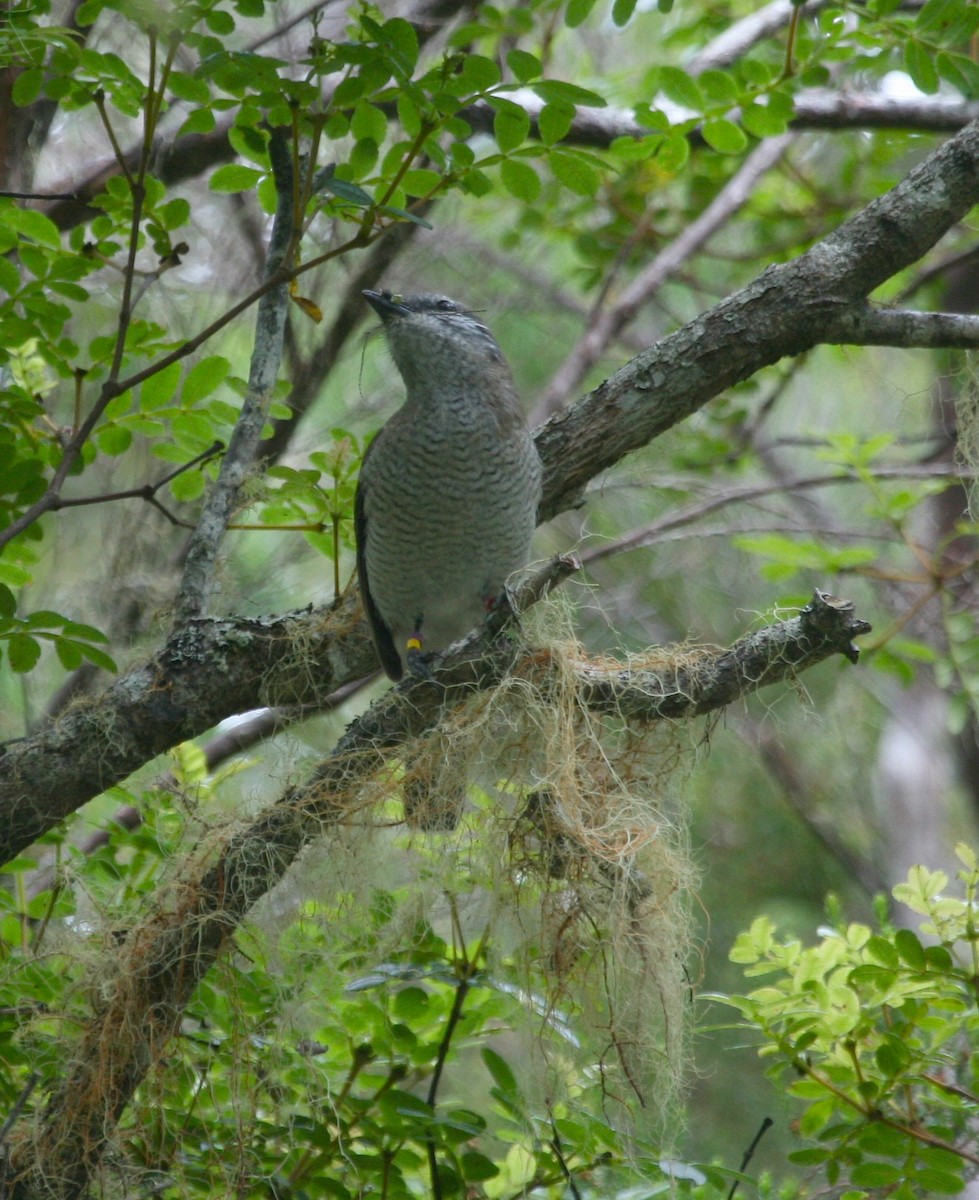 Échenilleur de La Réunion - ML39883201