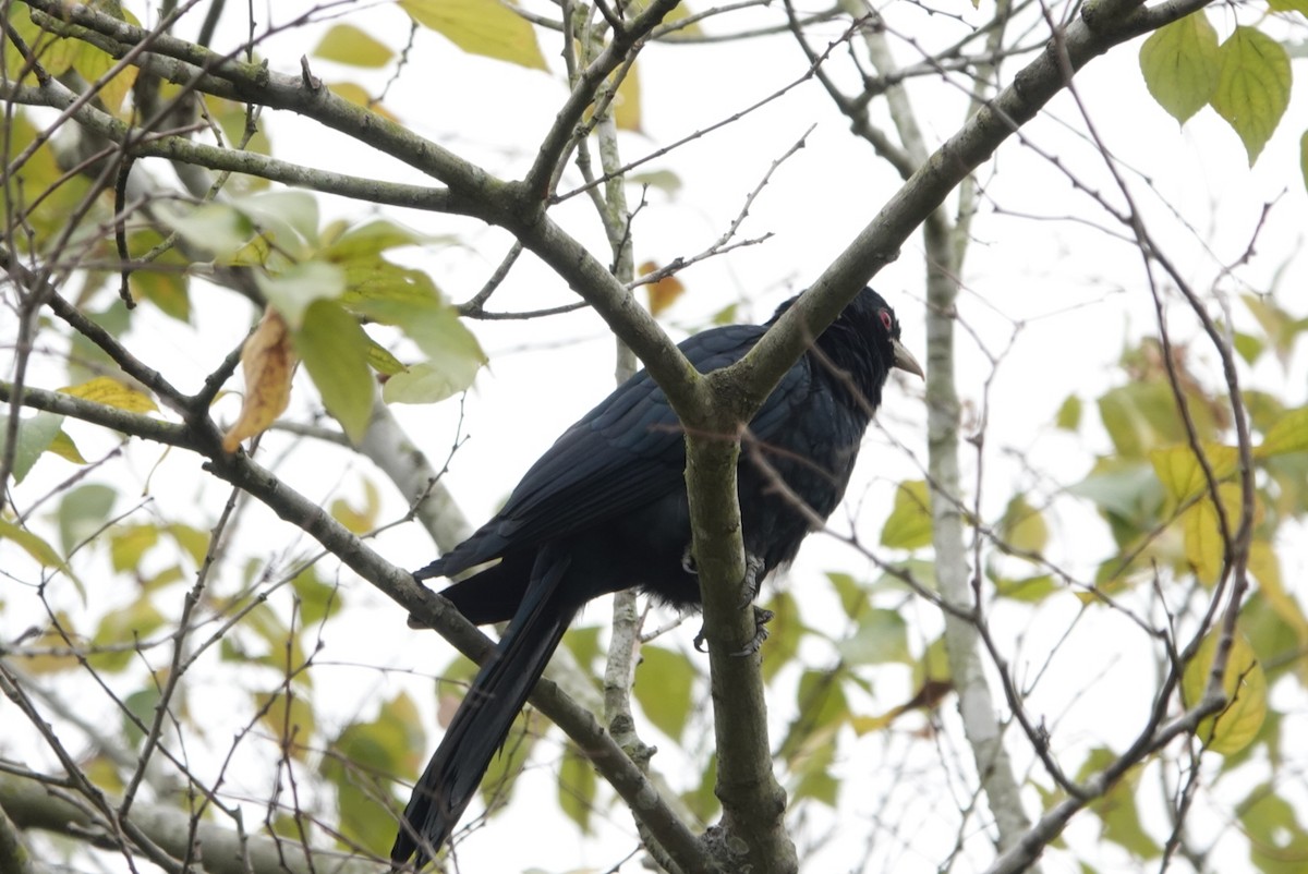 Asian Koel - Lam Chan