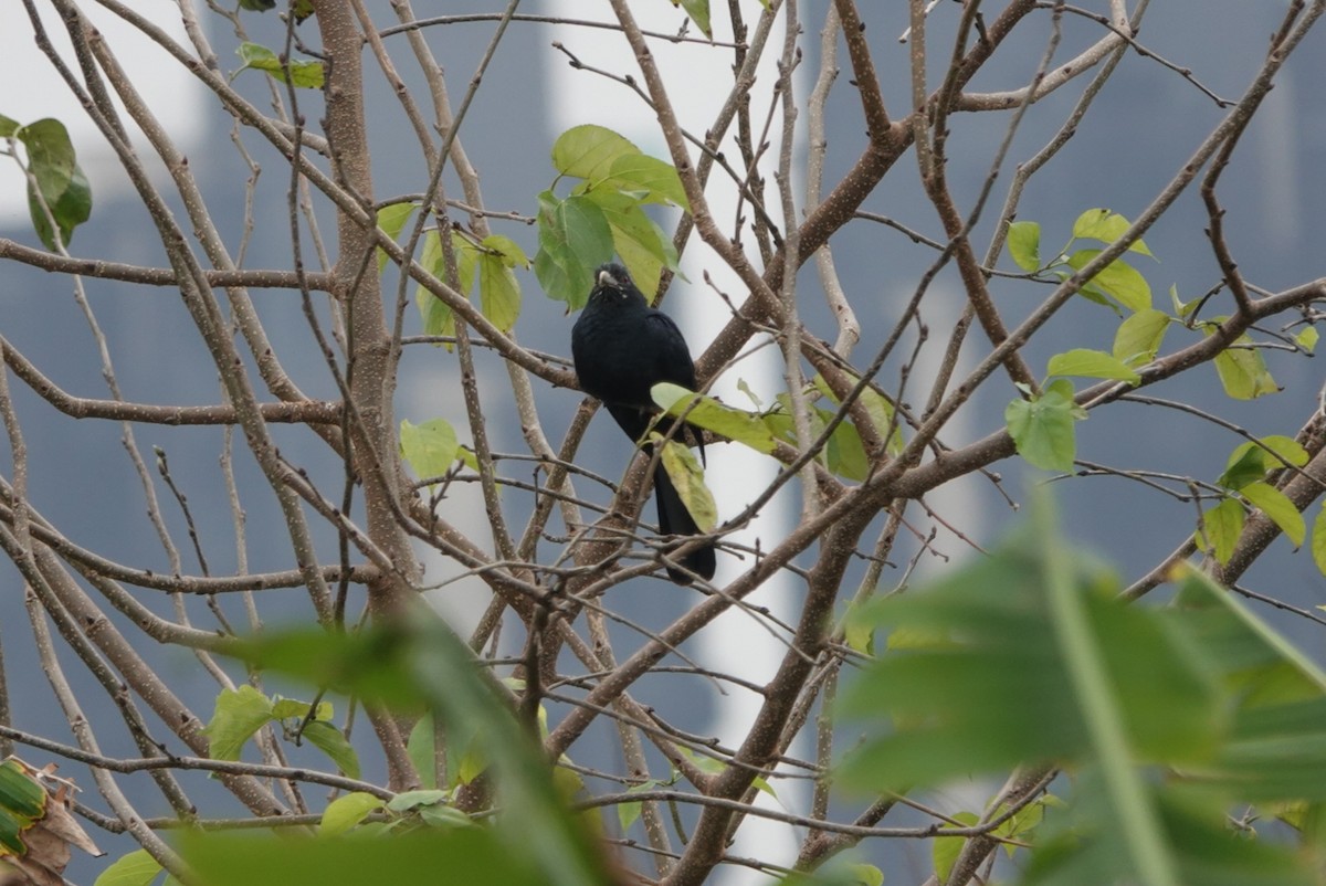 Asian Koel - Lam Chan