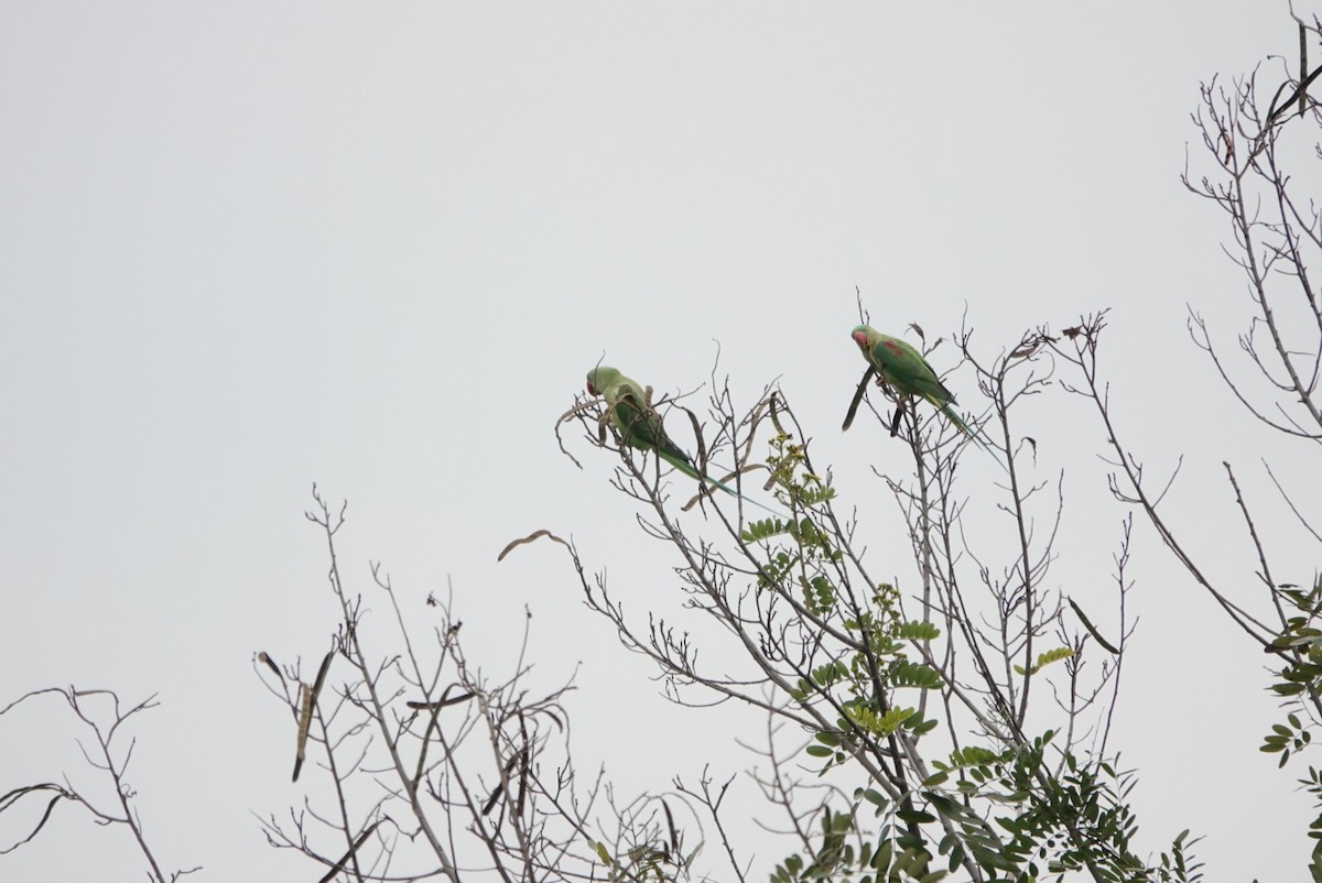 Alexandrine Parakeet - ML398833951