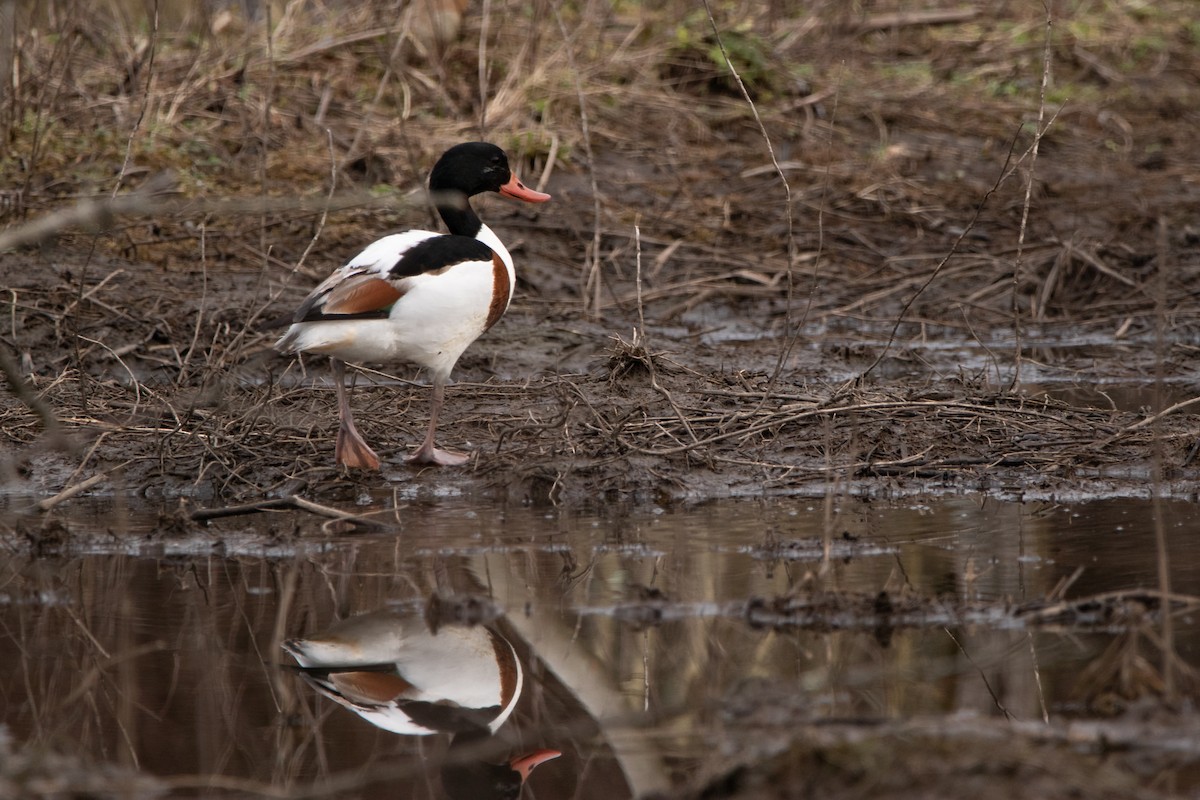 Common Shelduck - Aimar Hernández Merino