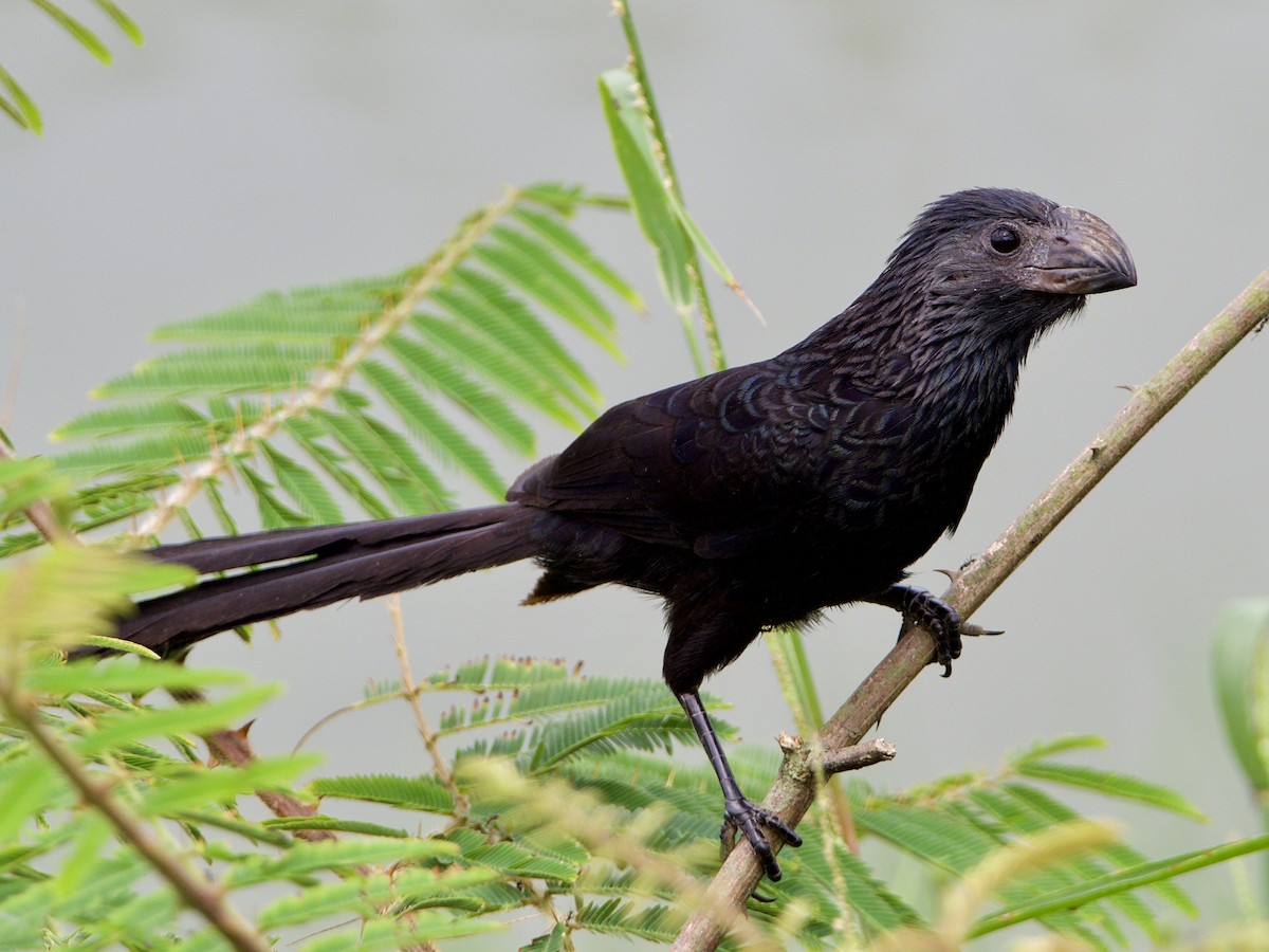 Groove-billed Ani - ML398835961