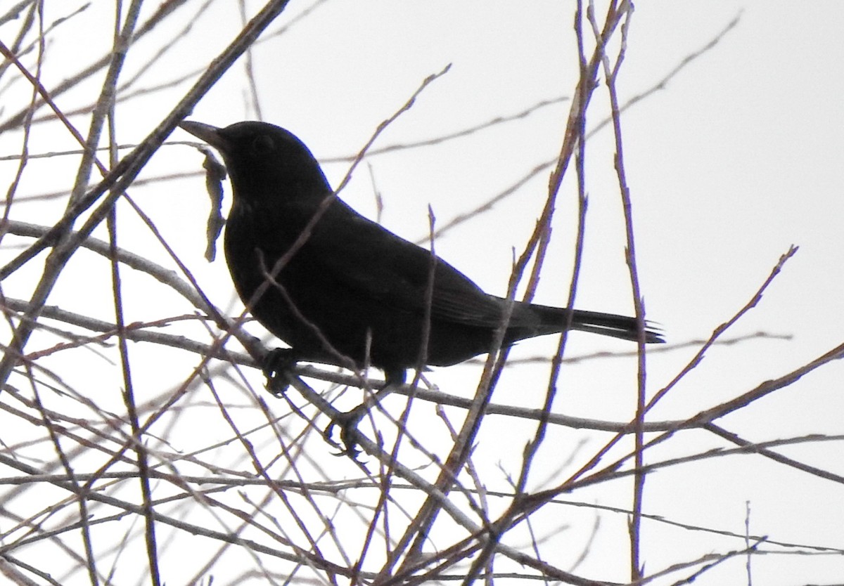 Eurasian Blackbird - ML398836351