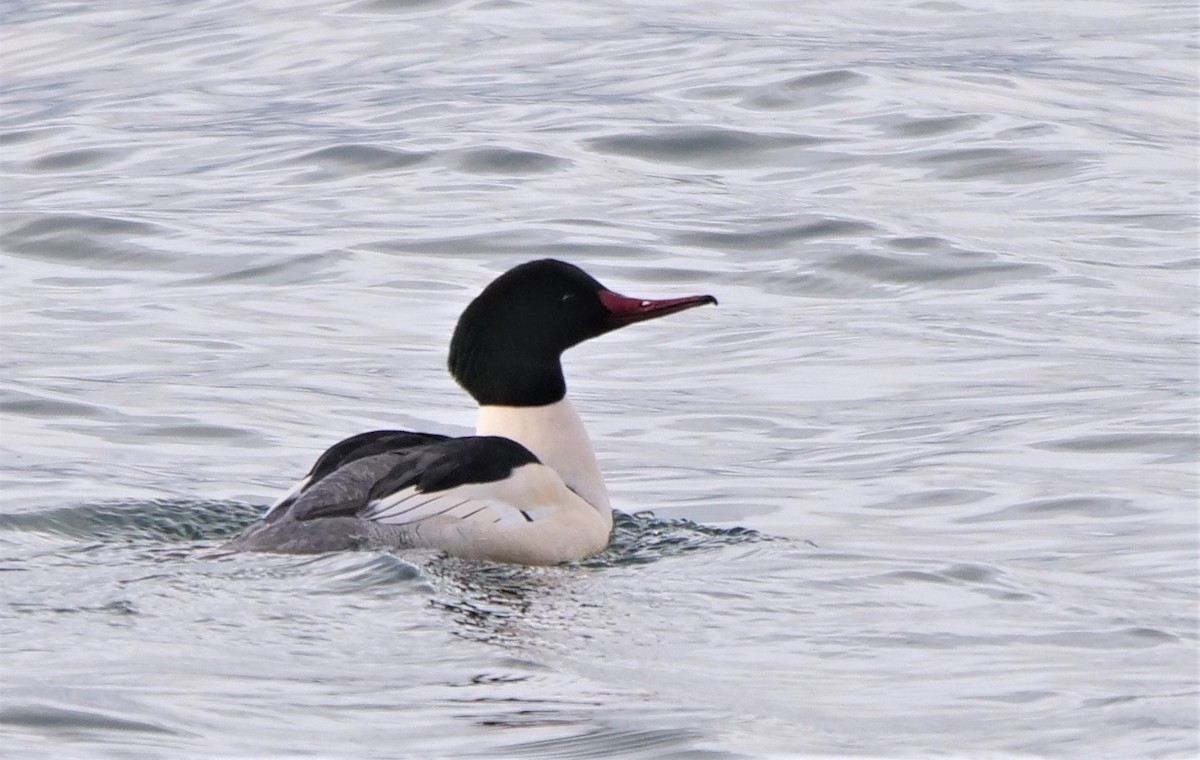 Common Merganser - ML398837921