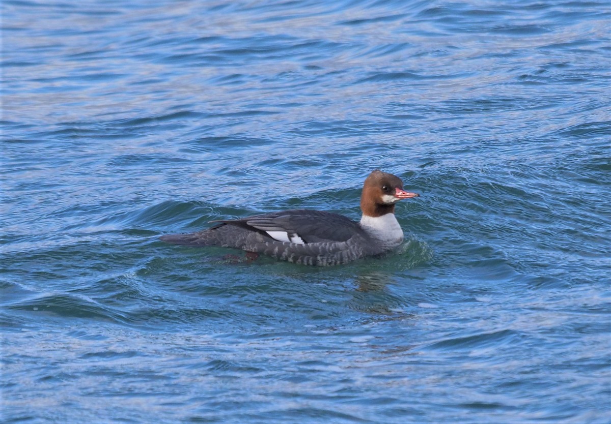 Common Merganser - ML398837941