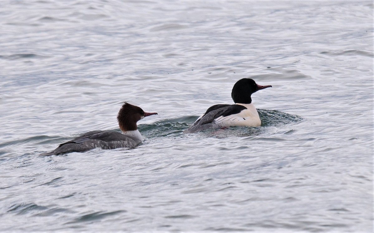 Common Merganser - ML398837951