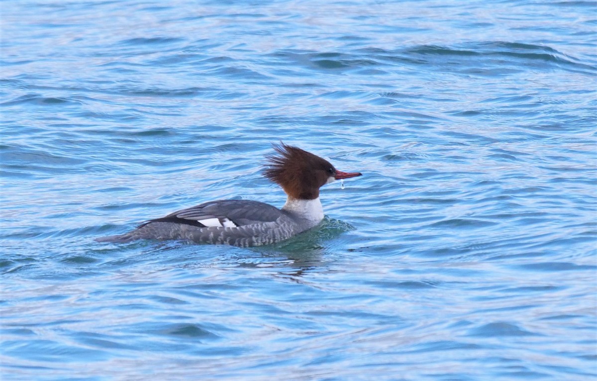 Common Merganser - ML398837961