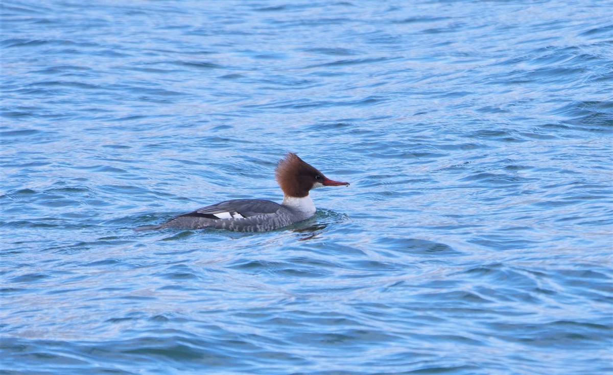 Common Merganser - ML398837981