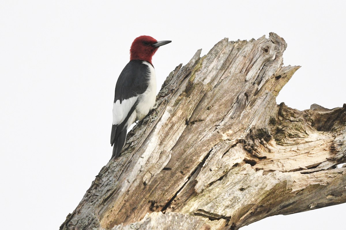 Red-headed Woodpecker - Jim Pawlicki