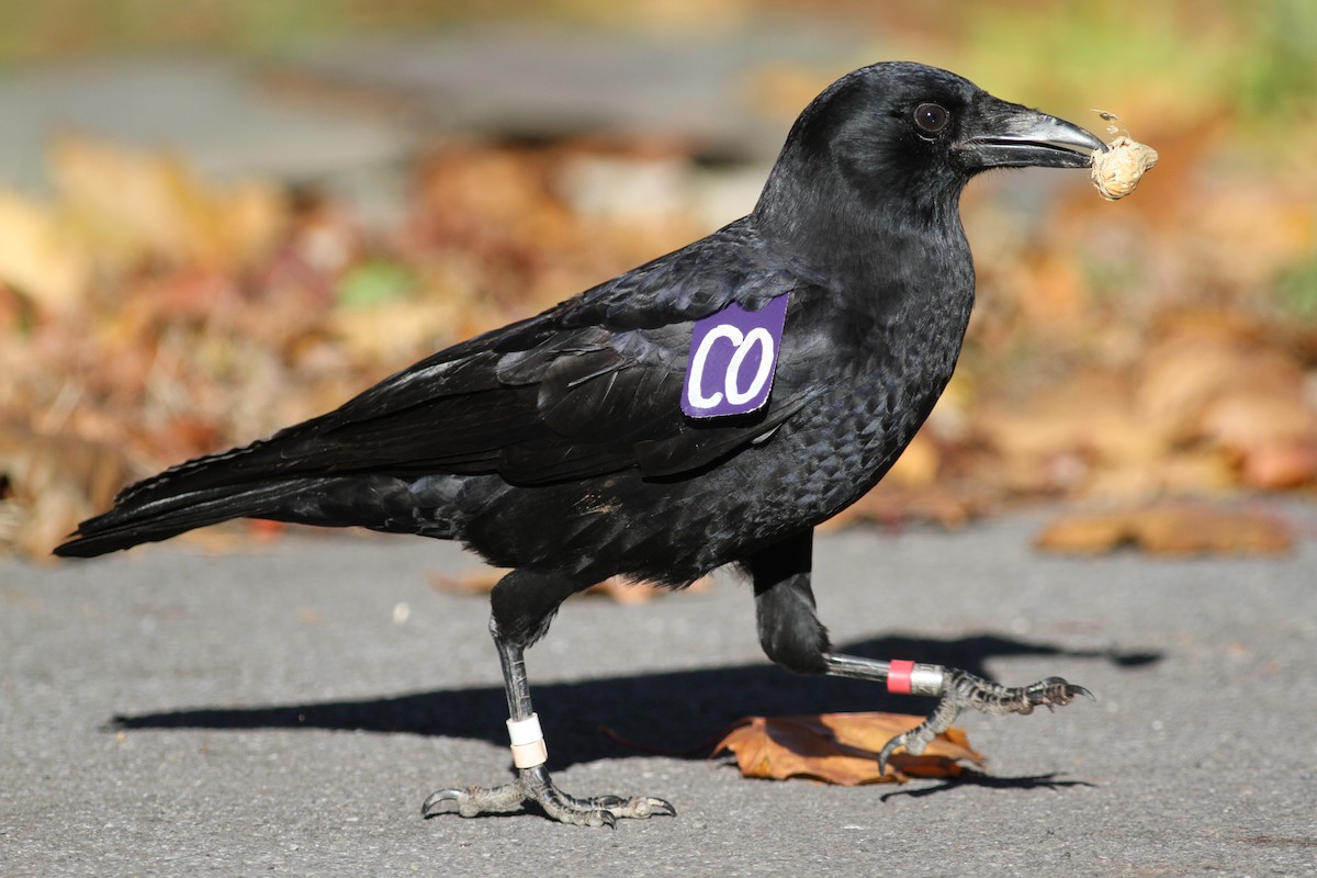 American Crow - ML39883801