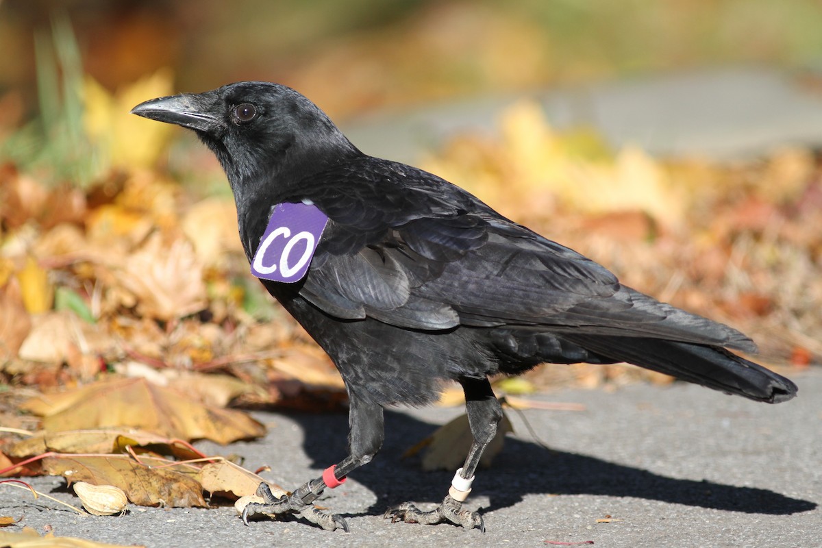 American Crow - Kevin McGowan