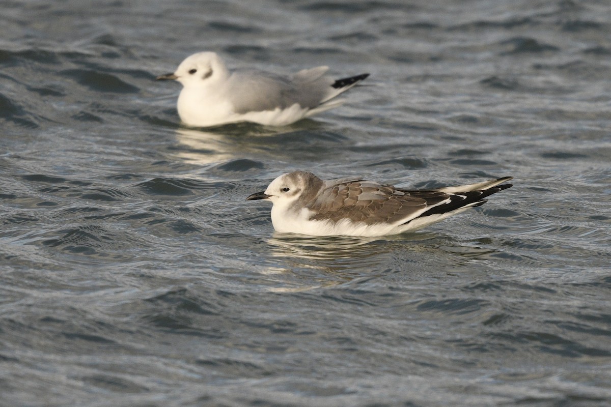 Sabine's Gull - Jim Pawlicki