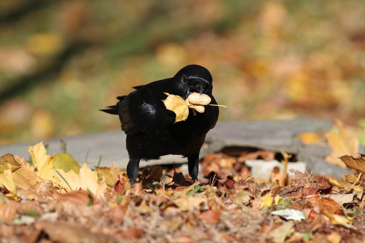 American Crow - ML39883931