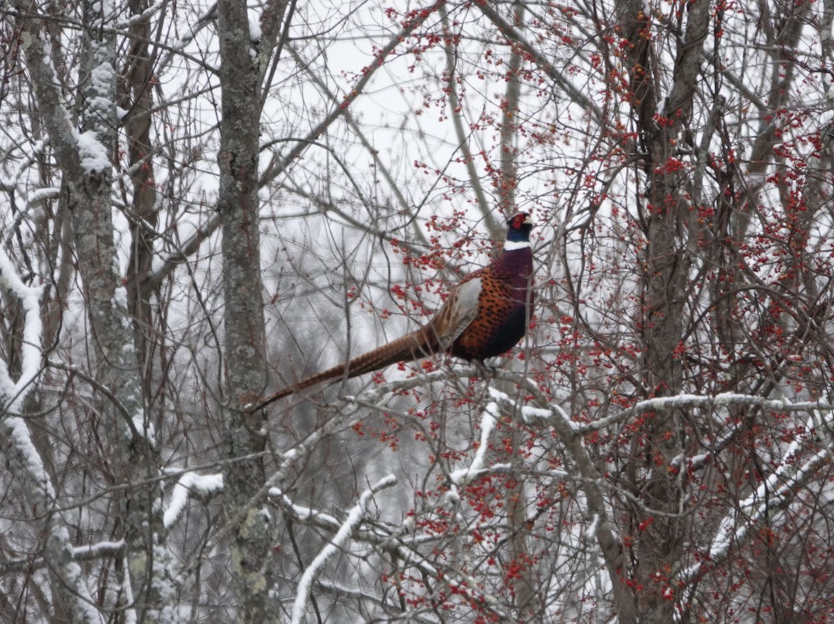 Ring-necked Pheasant - ML398841061