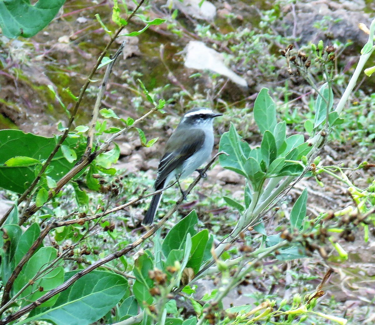 White-browed Chat-Tyrant - ML398841781