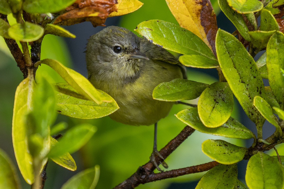 Orange-crowned Warbler - ML398842471