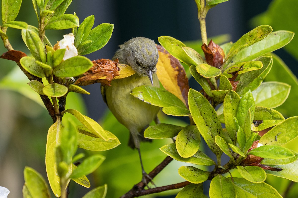 Orange-crowned Warbler - ML398842781