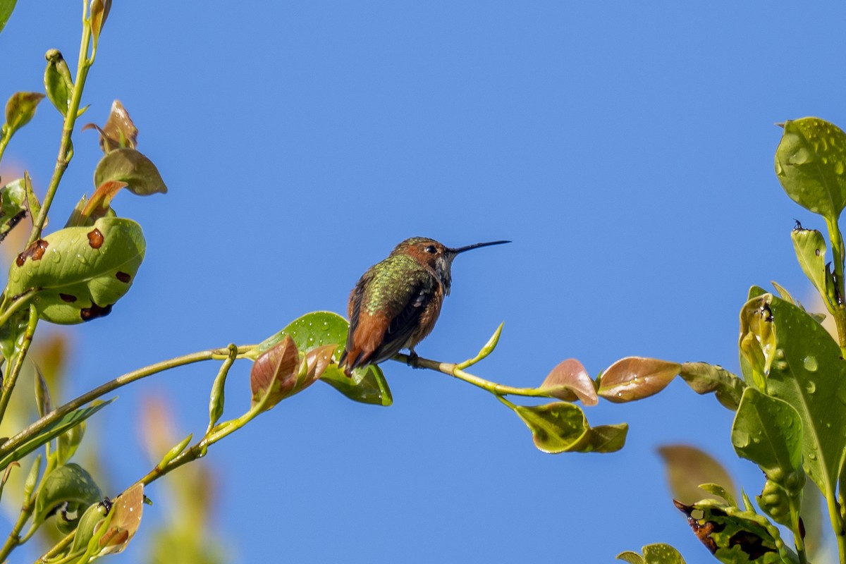 Allen's Hummingbird - Steven Hunter