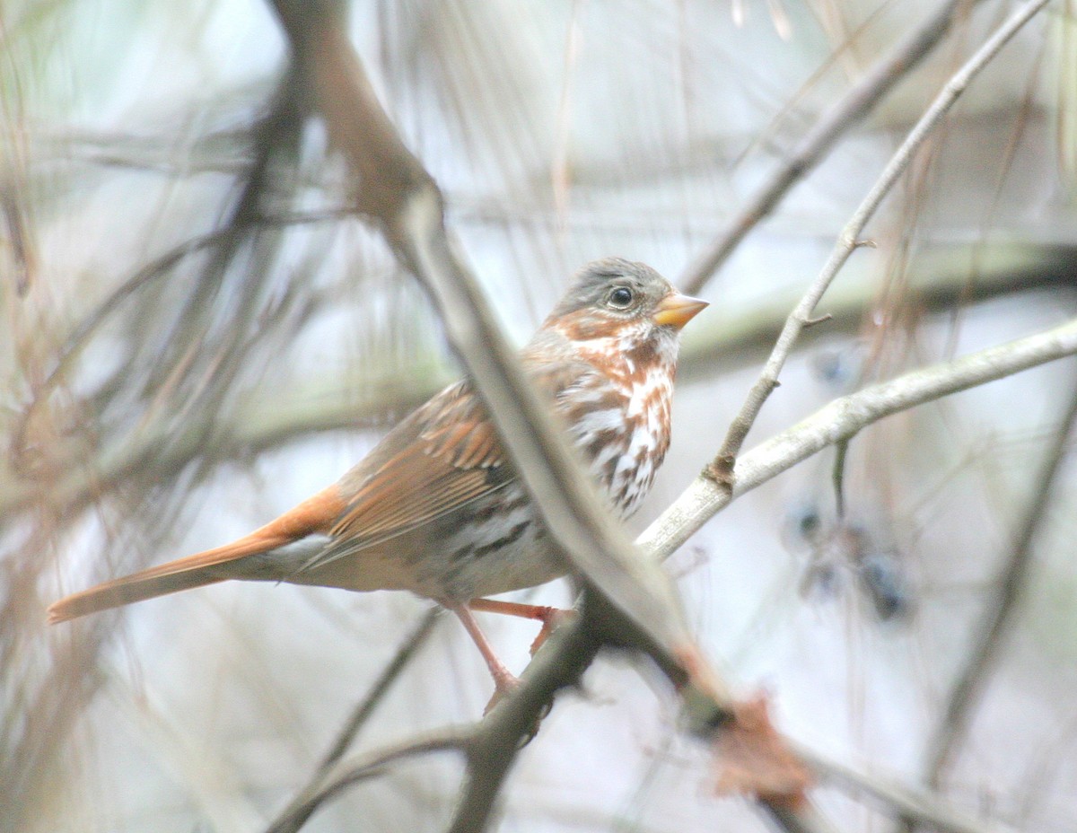 Fox Sparrow (Red) - ML398843011