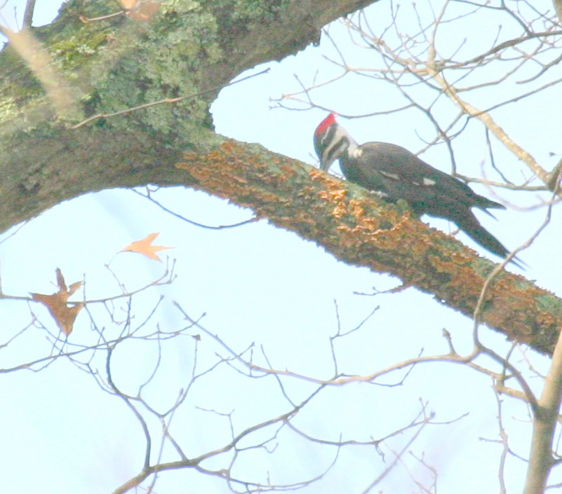 Pileated Woodpecker - Pierre Howard