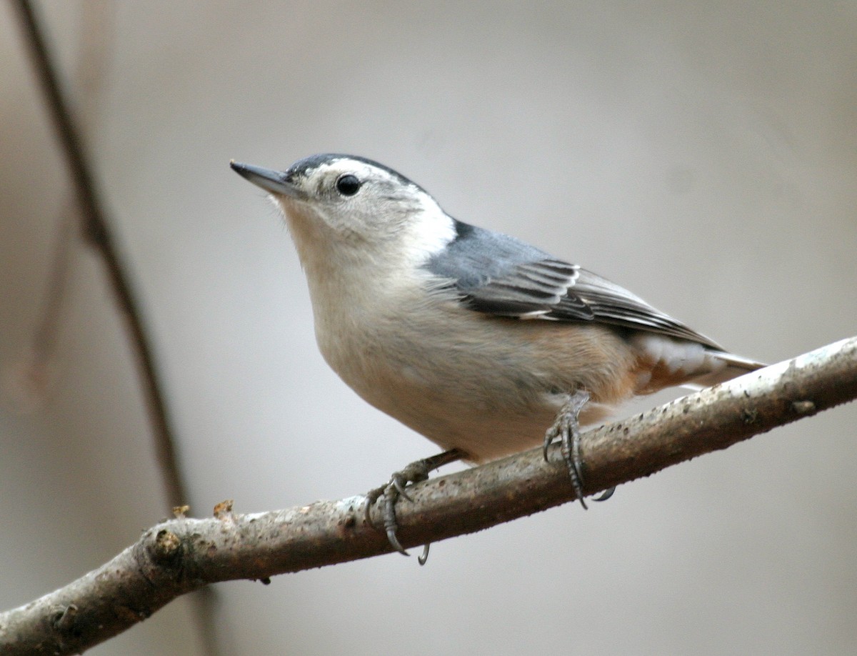 Trepador Pechiblanco (carolinensis) - ML398843951