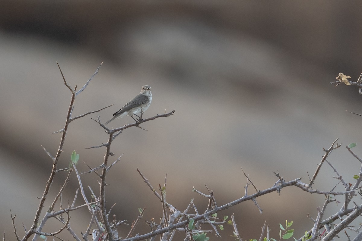 Spotted Flycatcher - ML398846801