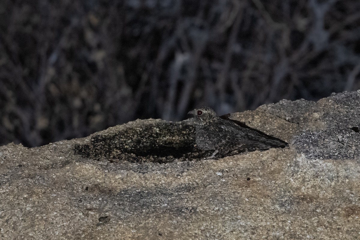 Freckled Nightjar - ML398848401