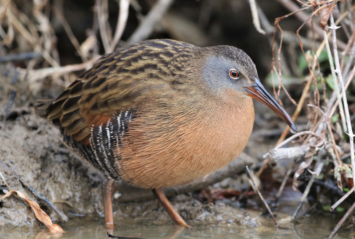 Virginia Rail - Evan Pannkuk