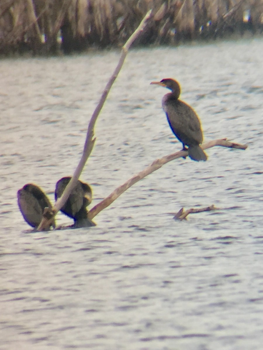 Double-crested Cormorant - ML398849461