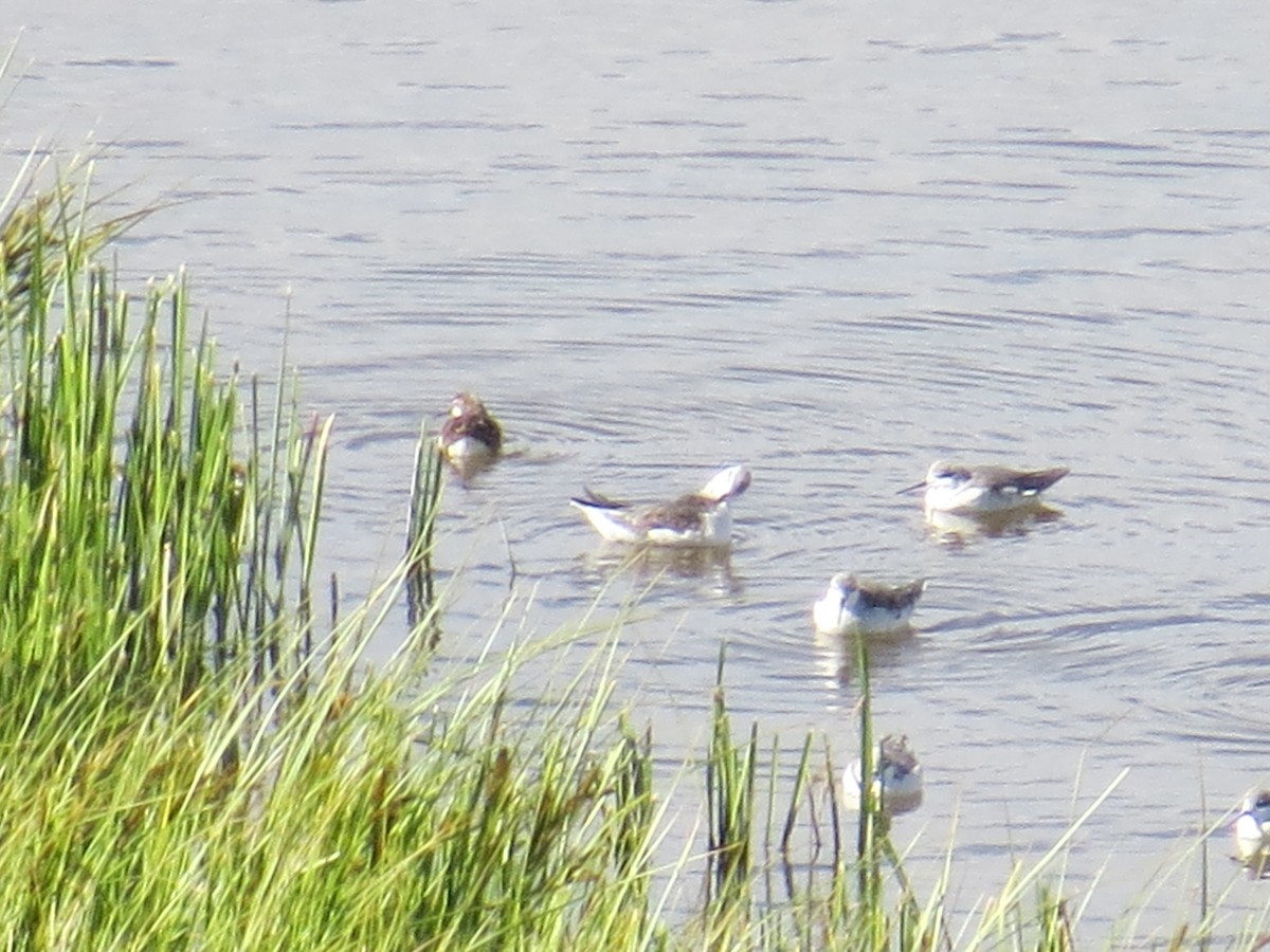 Phalarope de Wilson - ML398850641