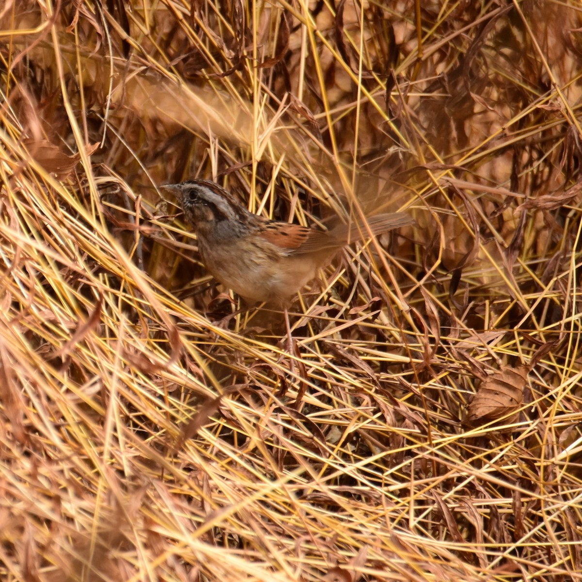 Swamp Sparrow - ML398853261