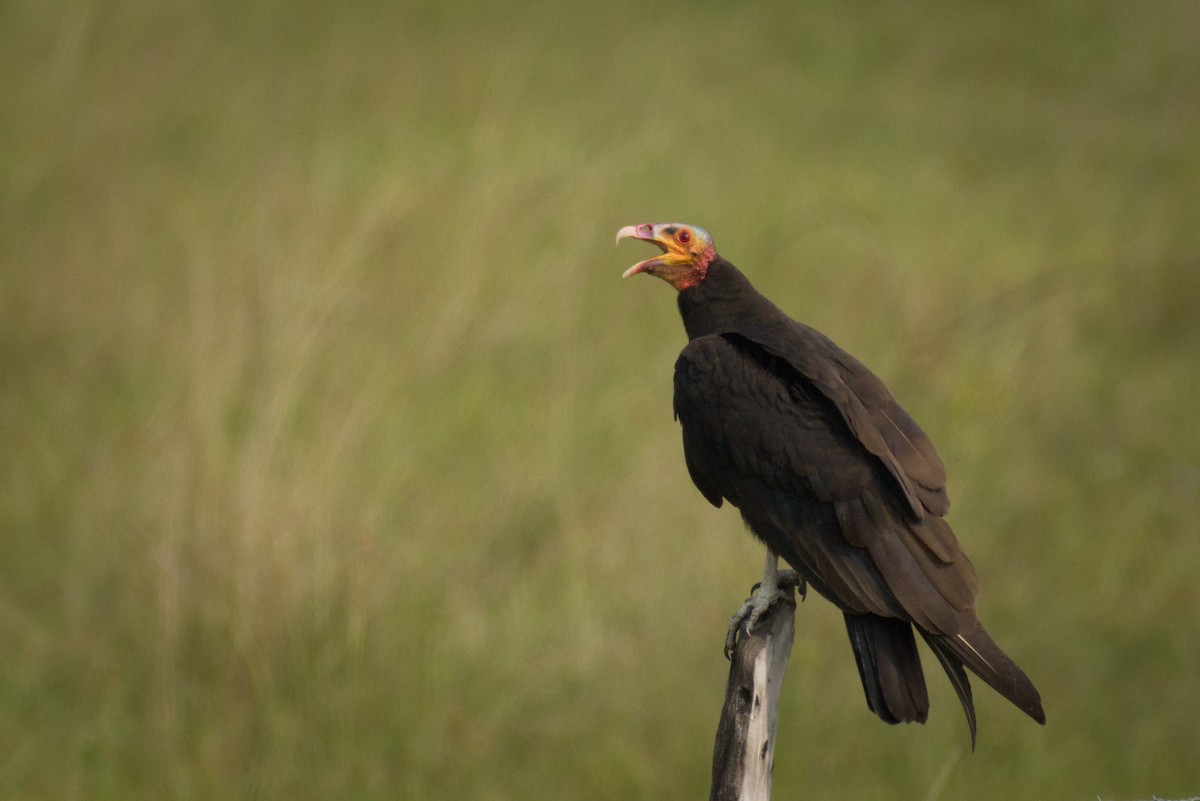 Lesser Yellow-headed Vulture - ML398855491