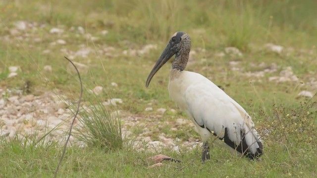 Wood Stork - ML398856171